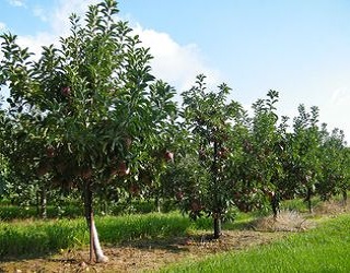 Підвищена вологість сприяє поширенню гнилі кореневої шийки на корі плодових дерев